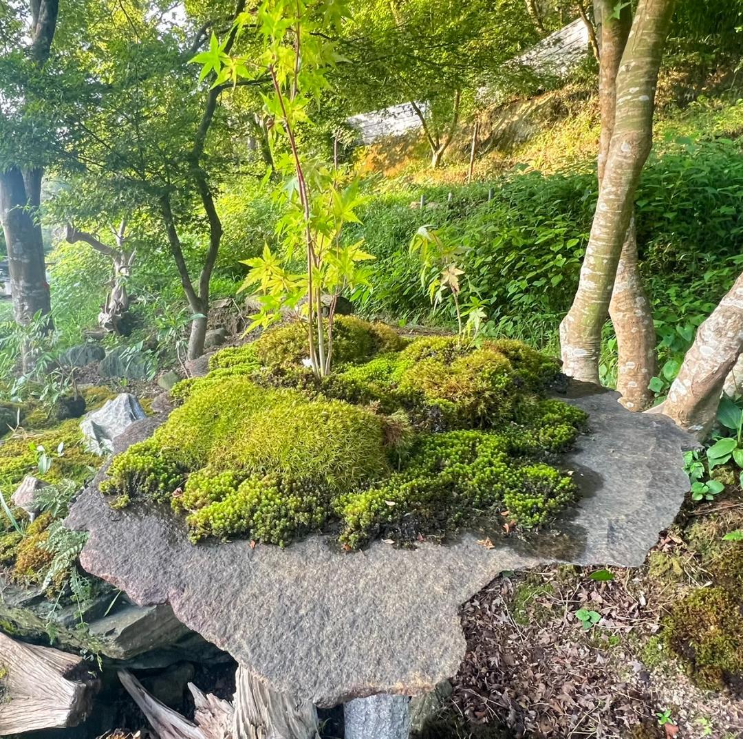 No.55 もみじ　苔　京鞍馬風平石