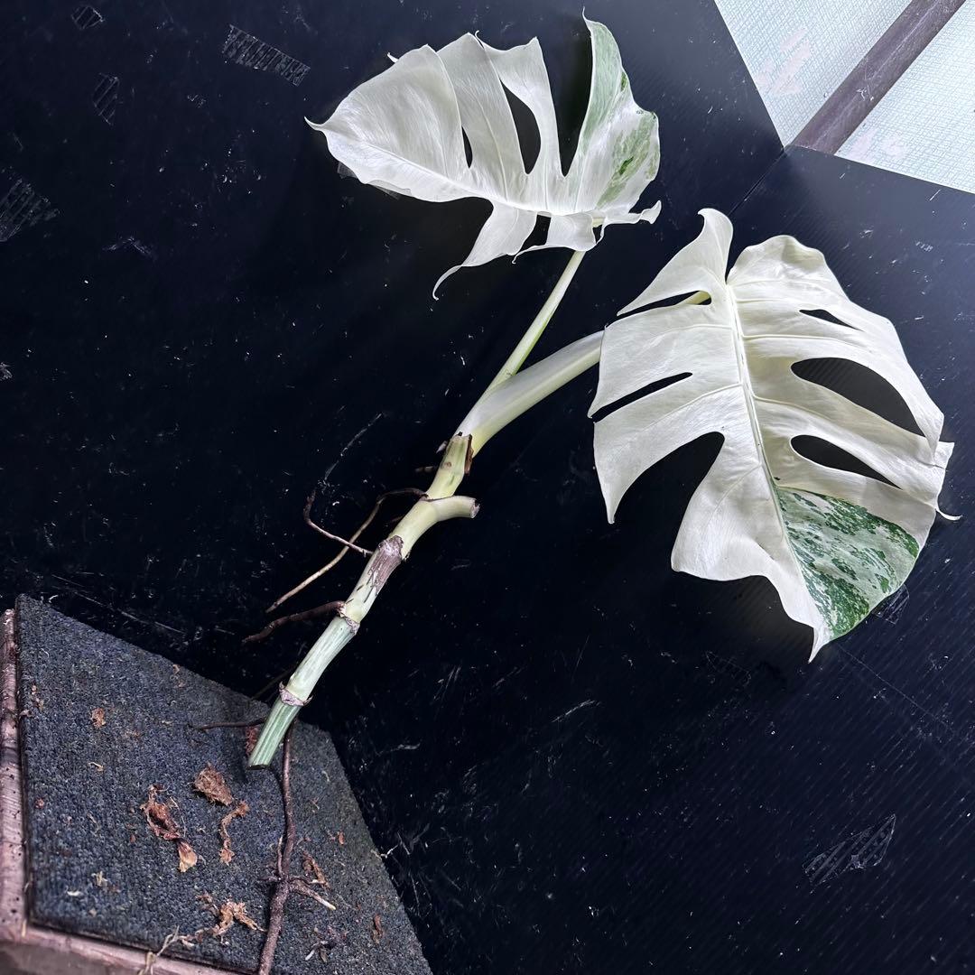 オ*ジ様 斑入りモンステラ極上ホワイトタイガーフルムーンベアルート発根済大株希少