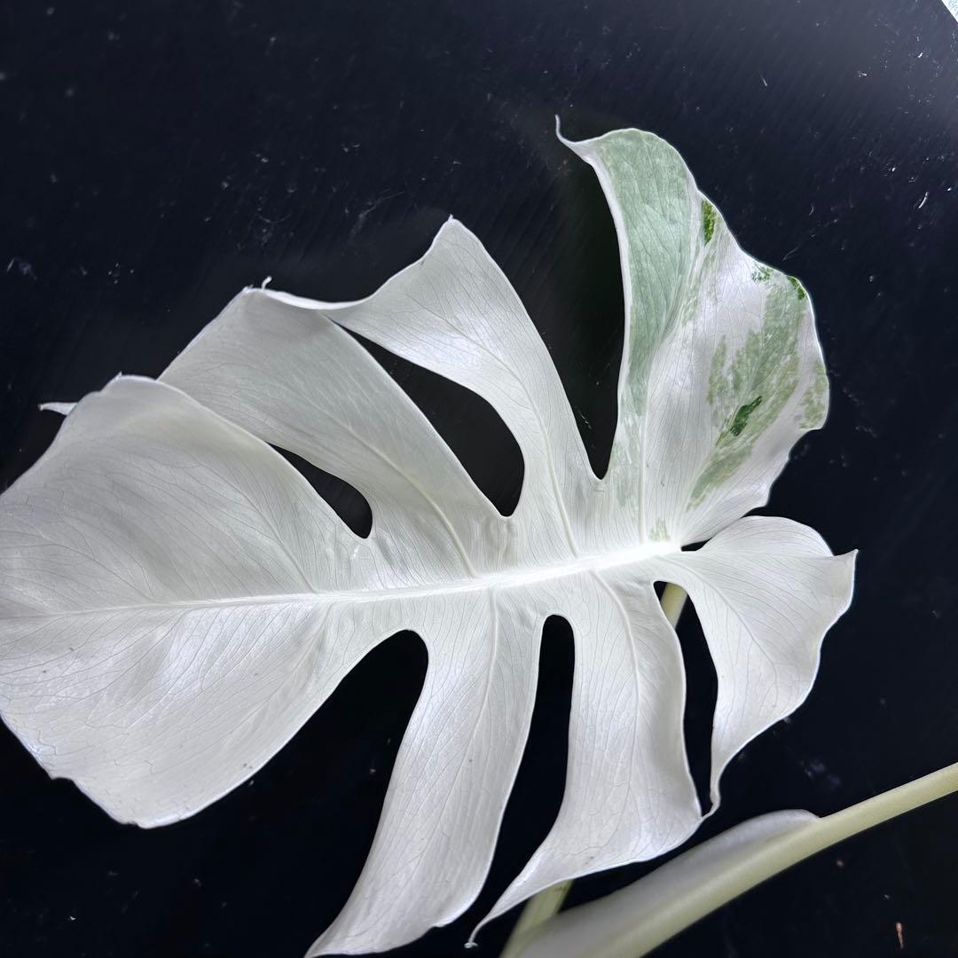 オ*ジ様 斑入りモンステラ極上ホワイトタイガーフルムーンベアルート発根済大株希少