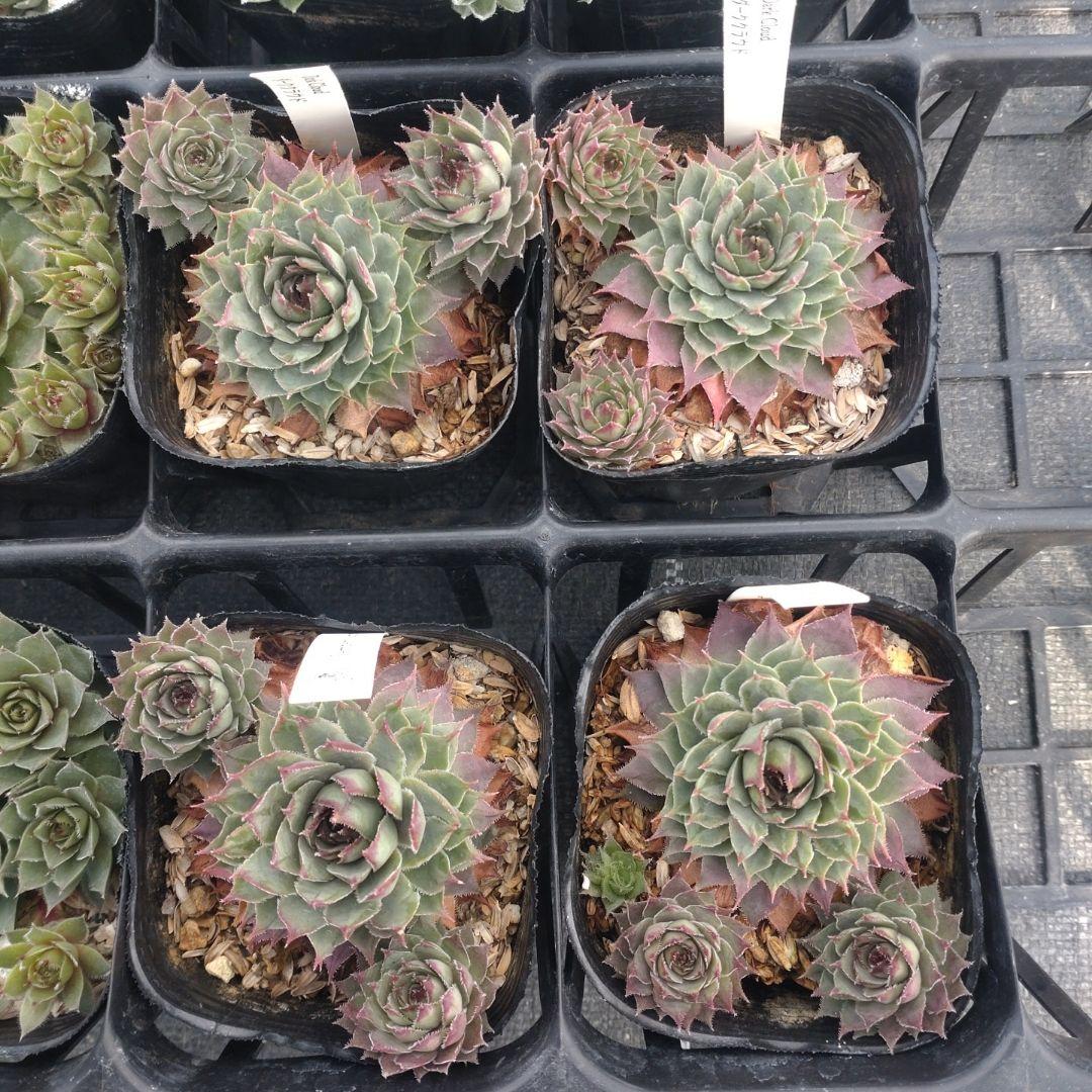 1ポット410円〜 センペルビウム26年1月 その13