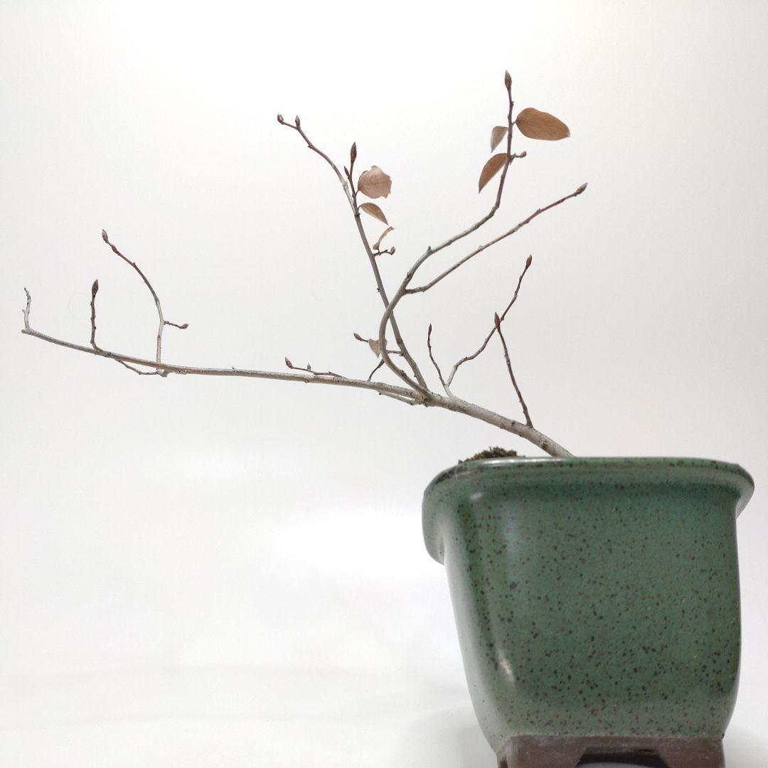 寒樹ヤマコウバシ盆栽 SS018