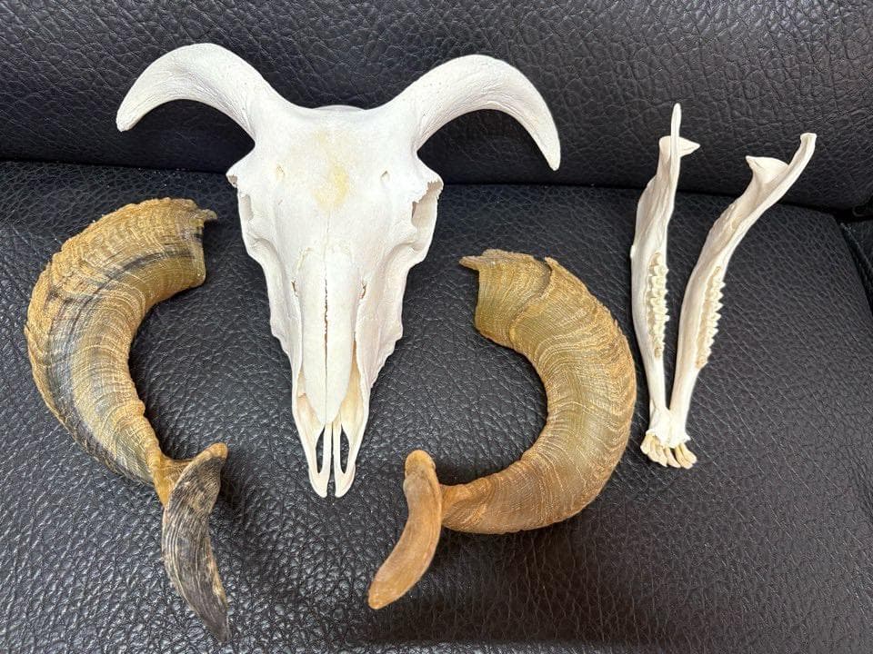 くるくる巻き角！ ヴァレーブラックノーズシープ ♀ スカルホーン