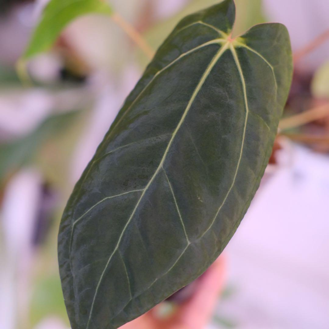 Anthurium Ace of Spade × A.Zara Michelle