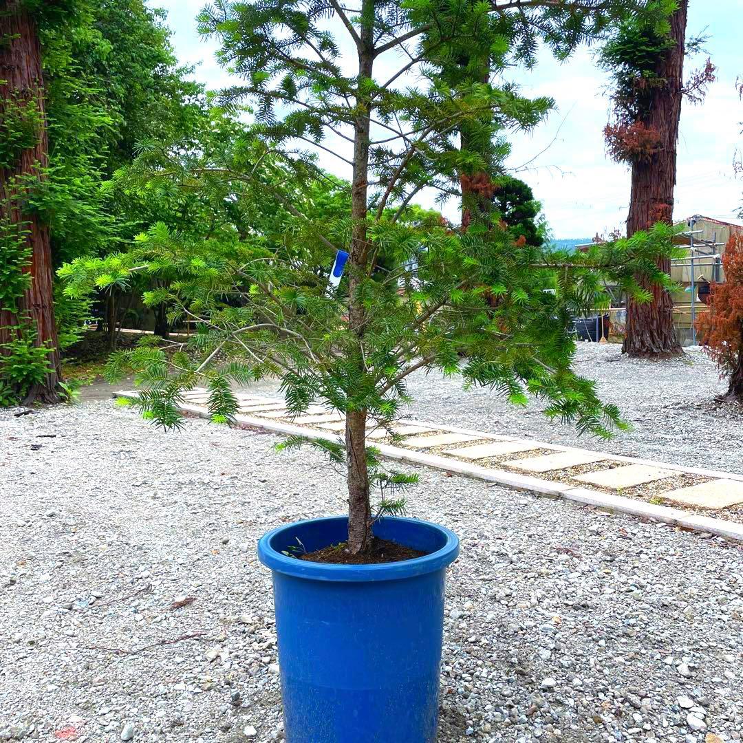 モミ,モミの木。引き取り限定❗️