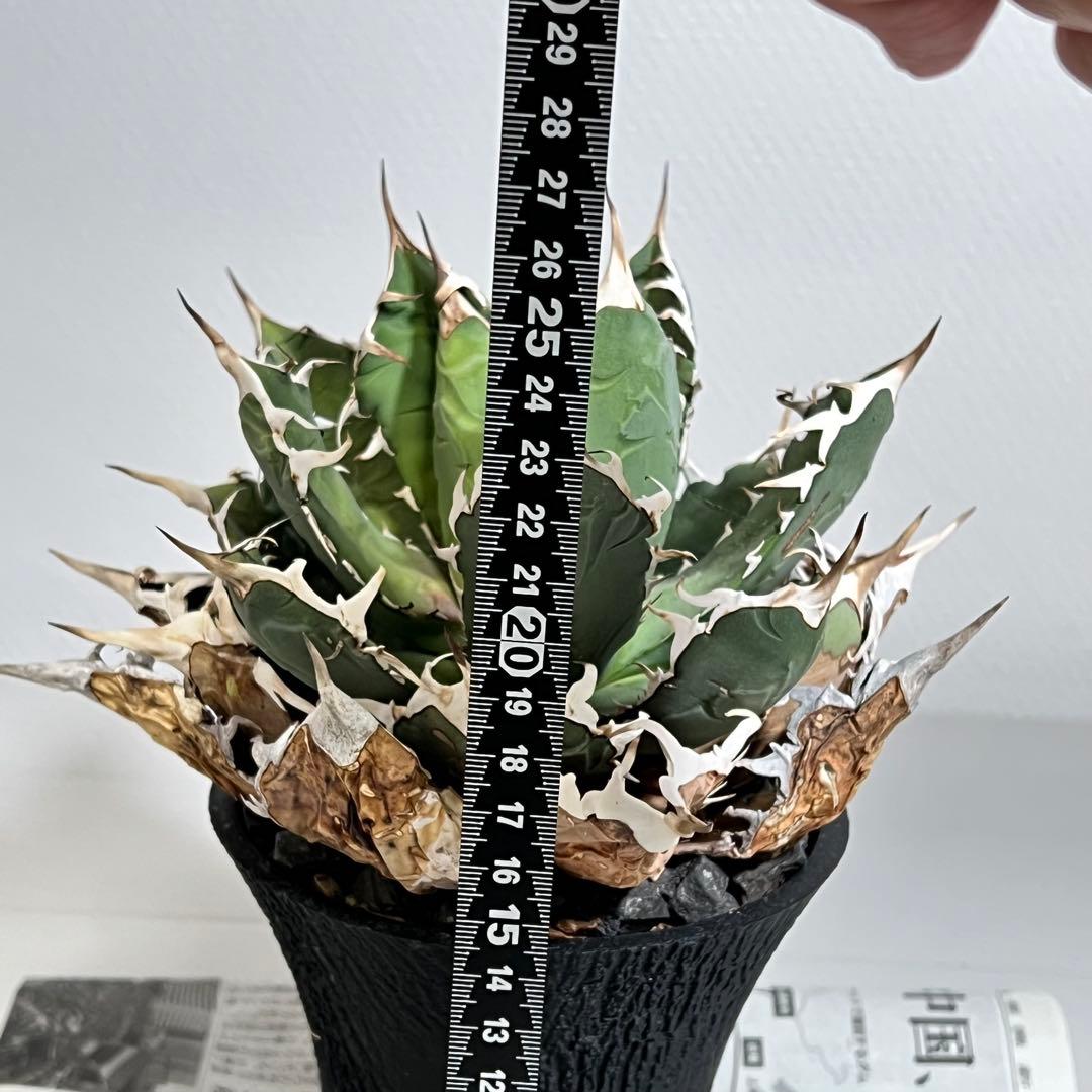 アガベ オテロイ オアハカ 現地球 with 自作鉢