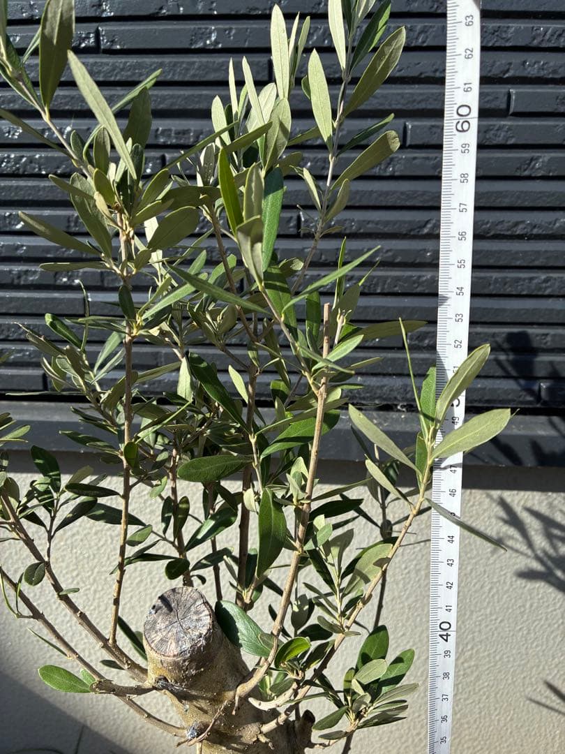 オリーブ　ミッション　太木　苗