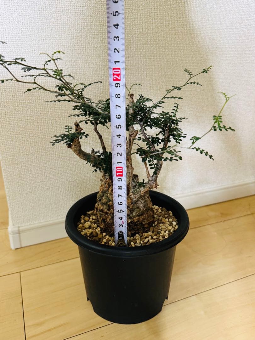 w*e様 オペルクリカリア パキプス 【collection】