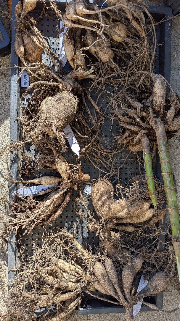 名前つき　ダリア　掘り上げたままセット　写真ぜんぶ