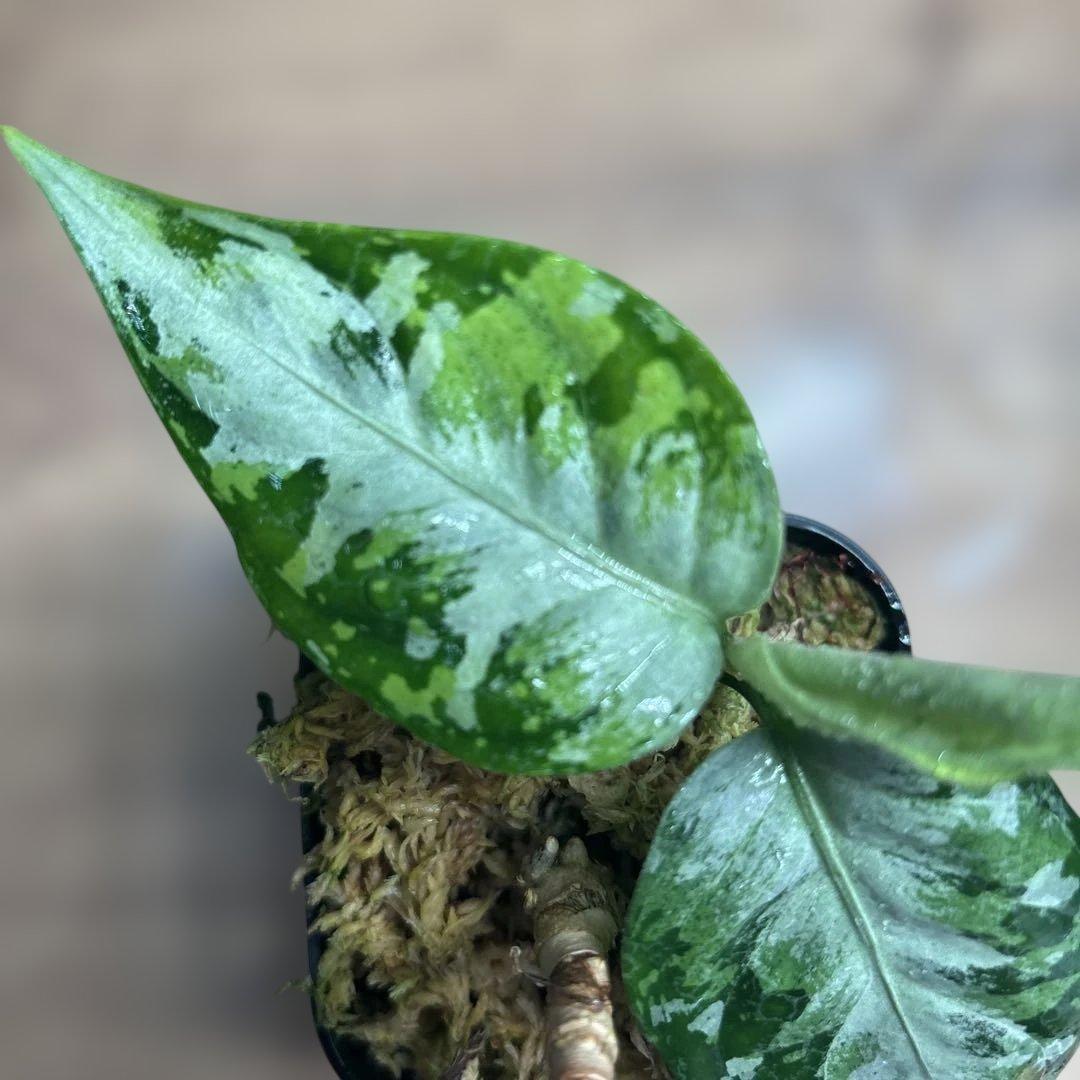 LA便正規タグ付き 柳緑花紅 アグラオネマピクタム【LA0913-1SS】