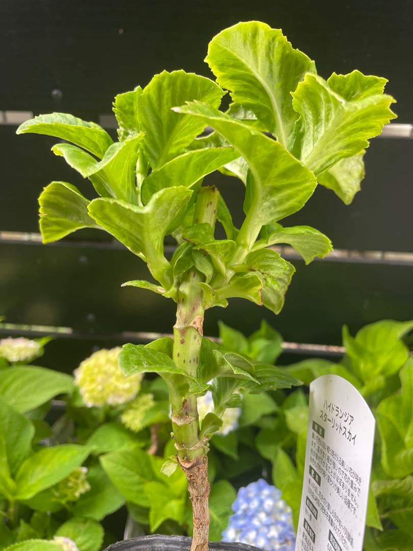 【花苗】ハイドランジア スターリットスカイ タグ付き正規品 紫陽花 あじさい