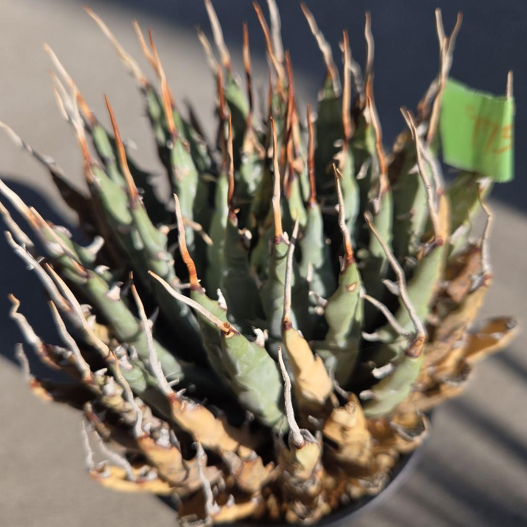 アガベ　ユタエンシス　エボリスピナ　陽炎　発根済