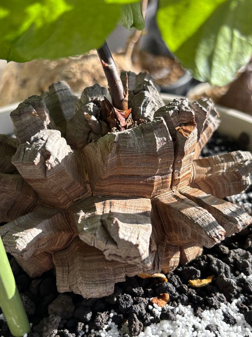 長谷川亀甲竜　ディオスコレア　エレファンティペス