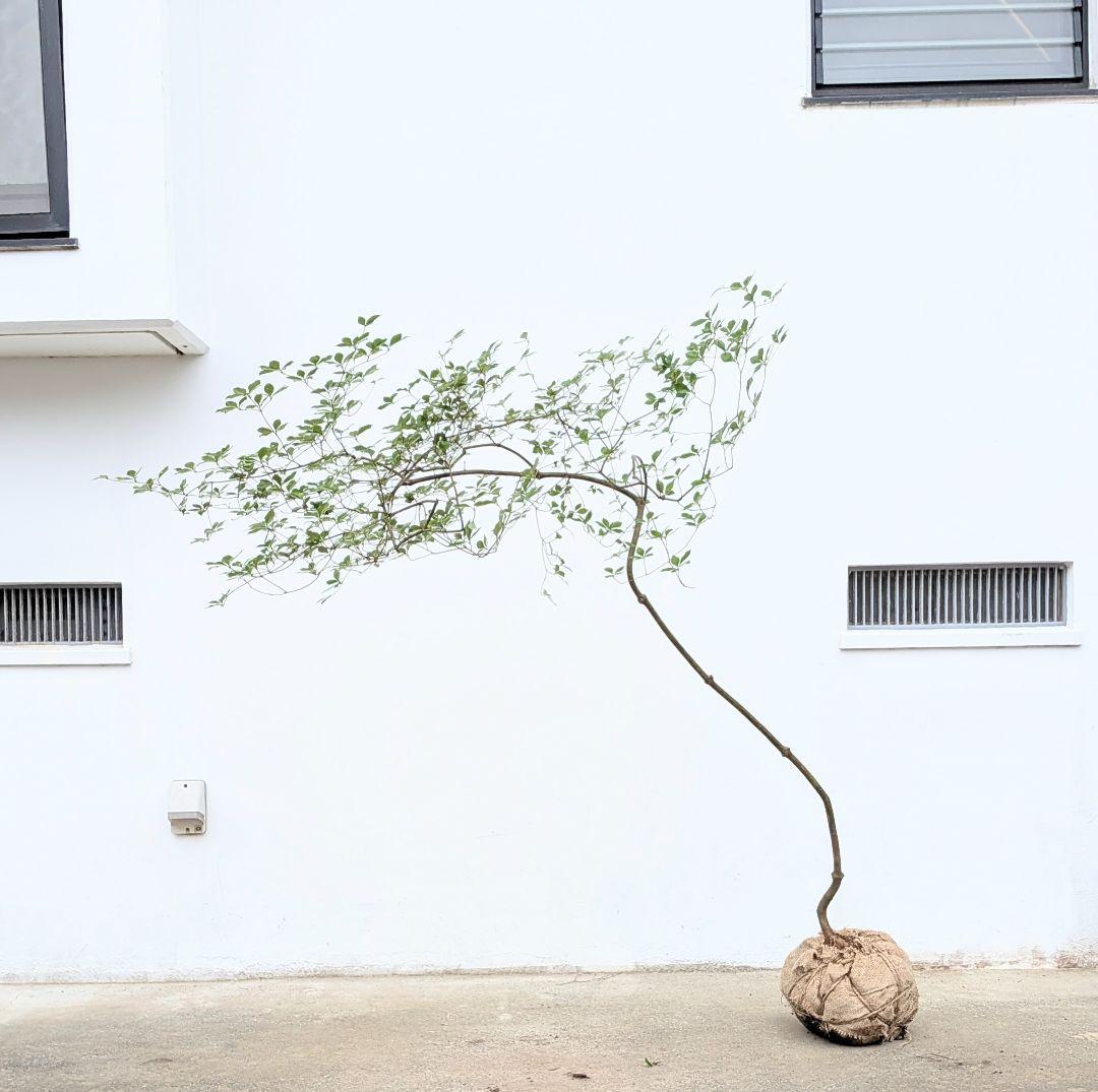 最終値下げ。。。山採りドウダンツツジ。