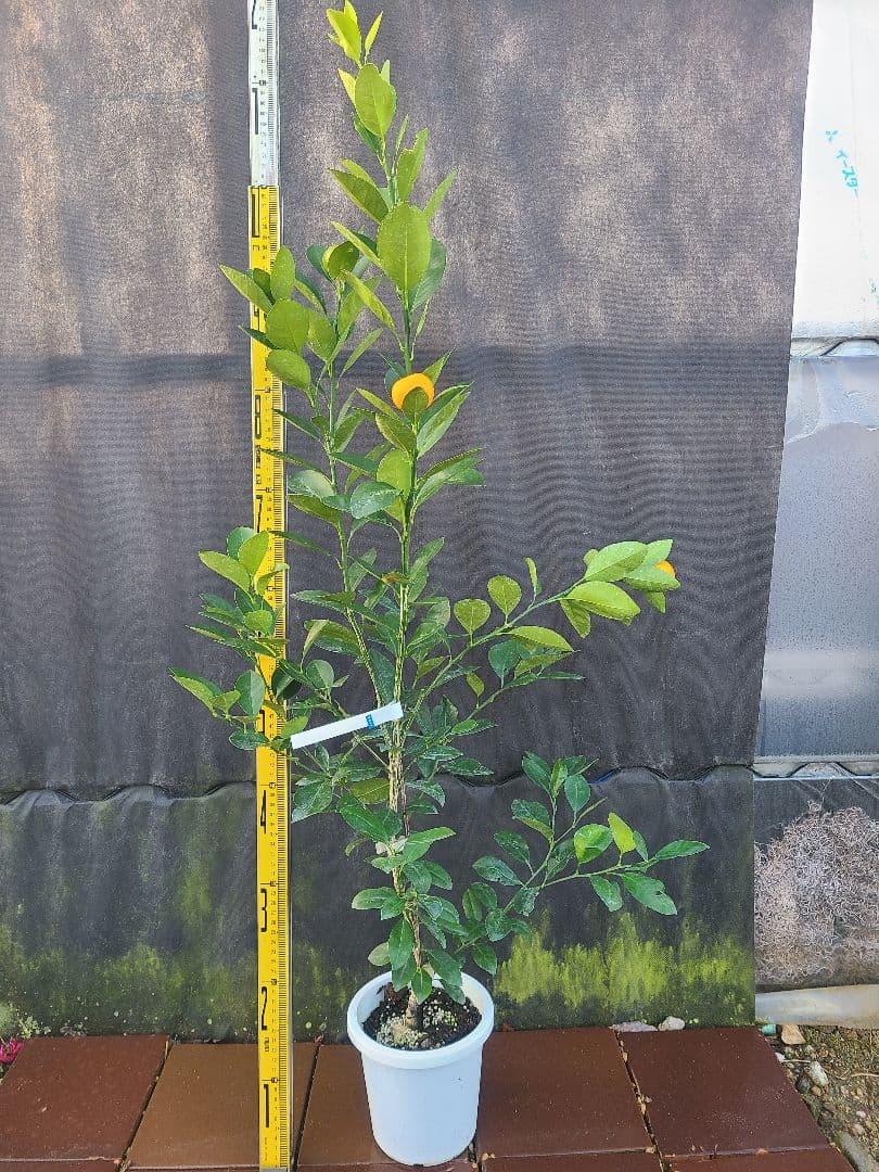 ②タチバナ（橘）実付き大株 6号鉢 接木3年生苗日本固有柑橘・耐寒性◎ 現品発送