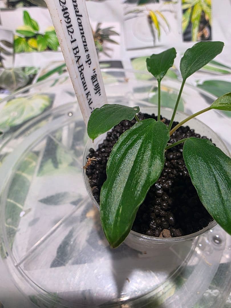 熱帯植物　PP便正規タグ付　ホマロメナsp.\"紅明\"