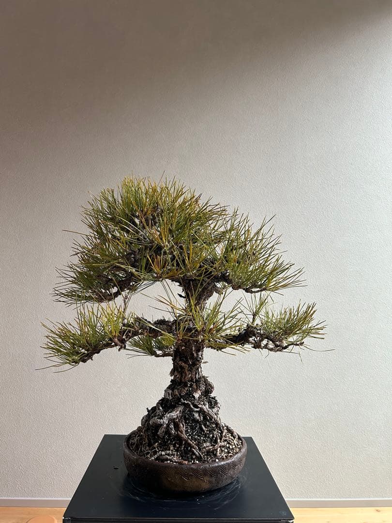 黒松　盆栽　激古　中品　足元15㎝