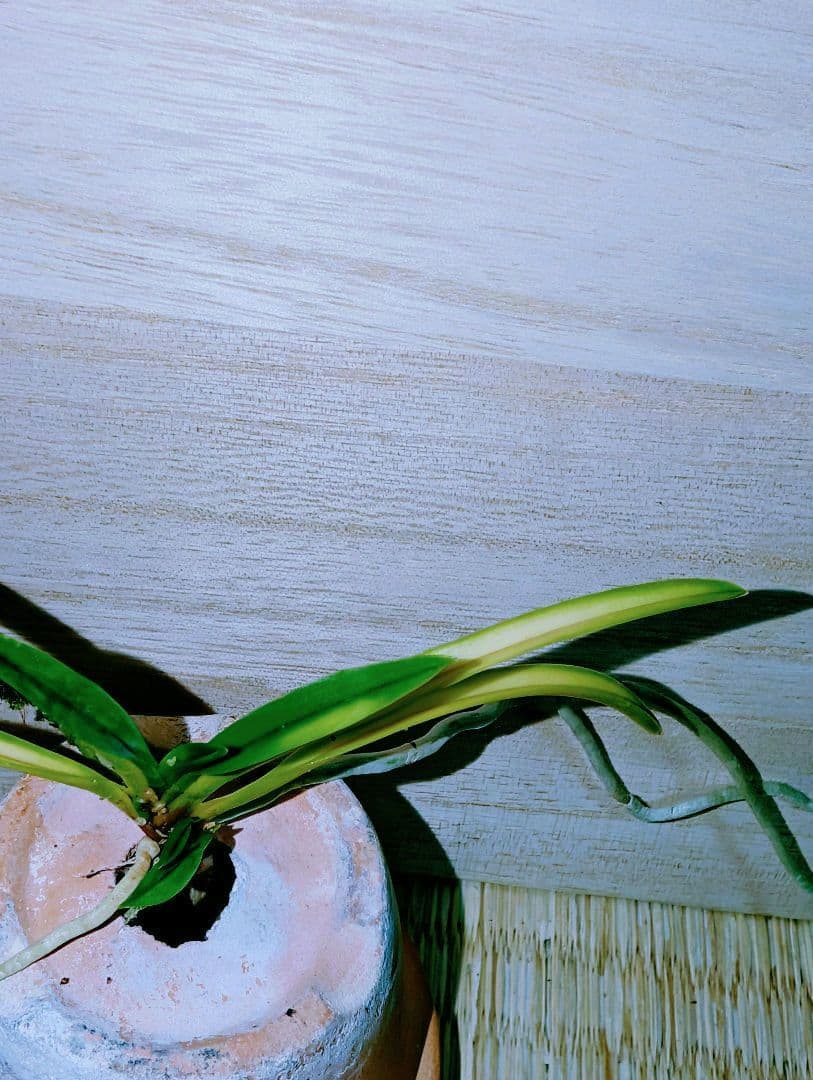 【迎春特別価格品】富貴蘭　必見！！超レア系統の高橋羆