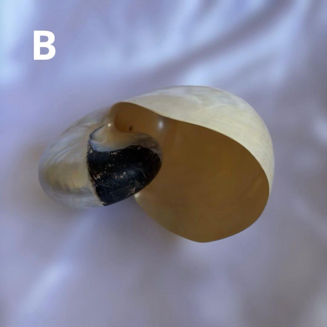 オウムガイの殻