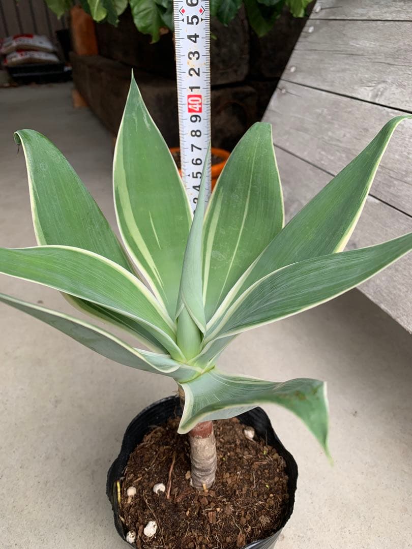 【安心の生産者仕入れ】アガベ・アテナータ　レイオブライト　希少品種