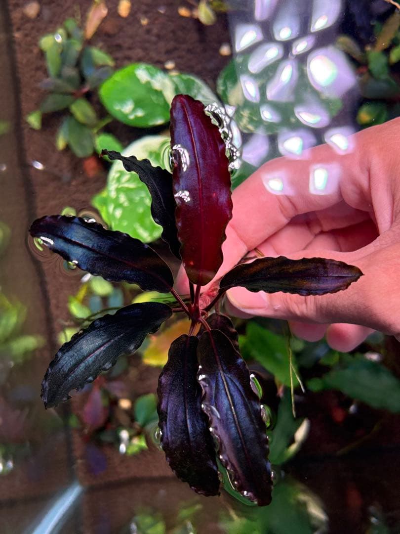 joy(プロフページ