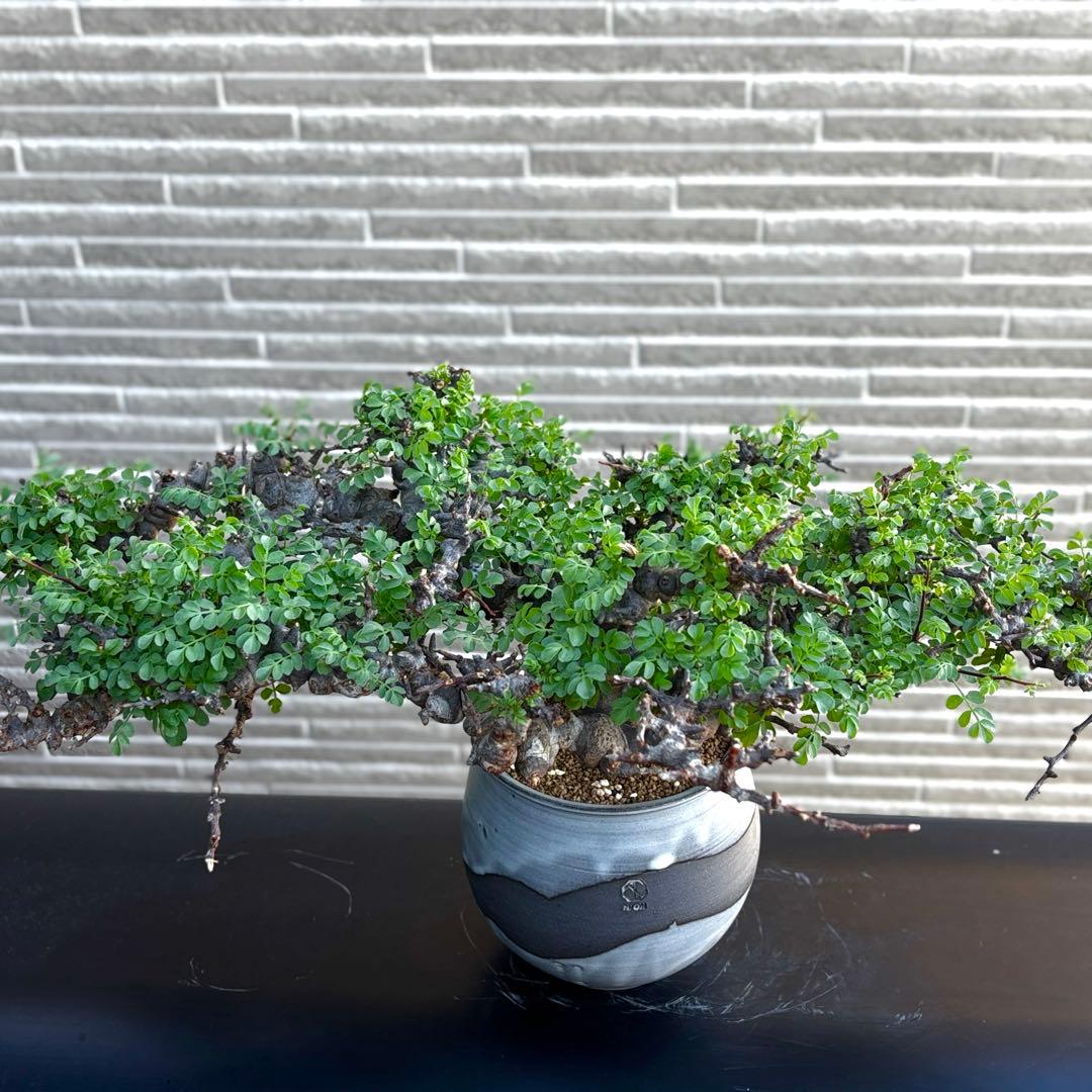 コミフォラエイル　コミフォラ　エイル　発根済　n/oh鉢付