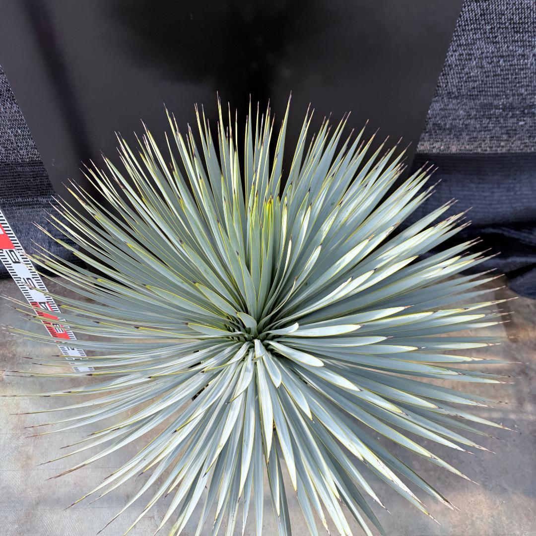 【AL1176】ユッカ　ロストラータ　超美形　極太　シルバーブルー　葉数多