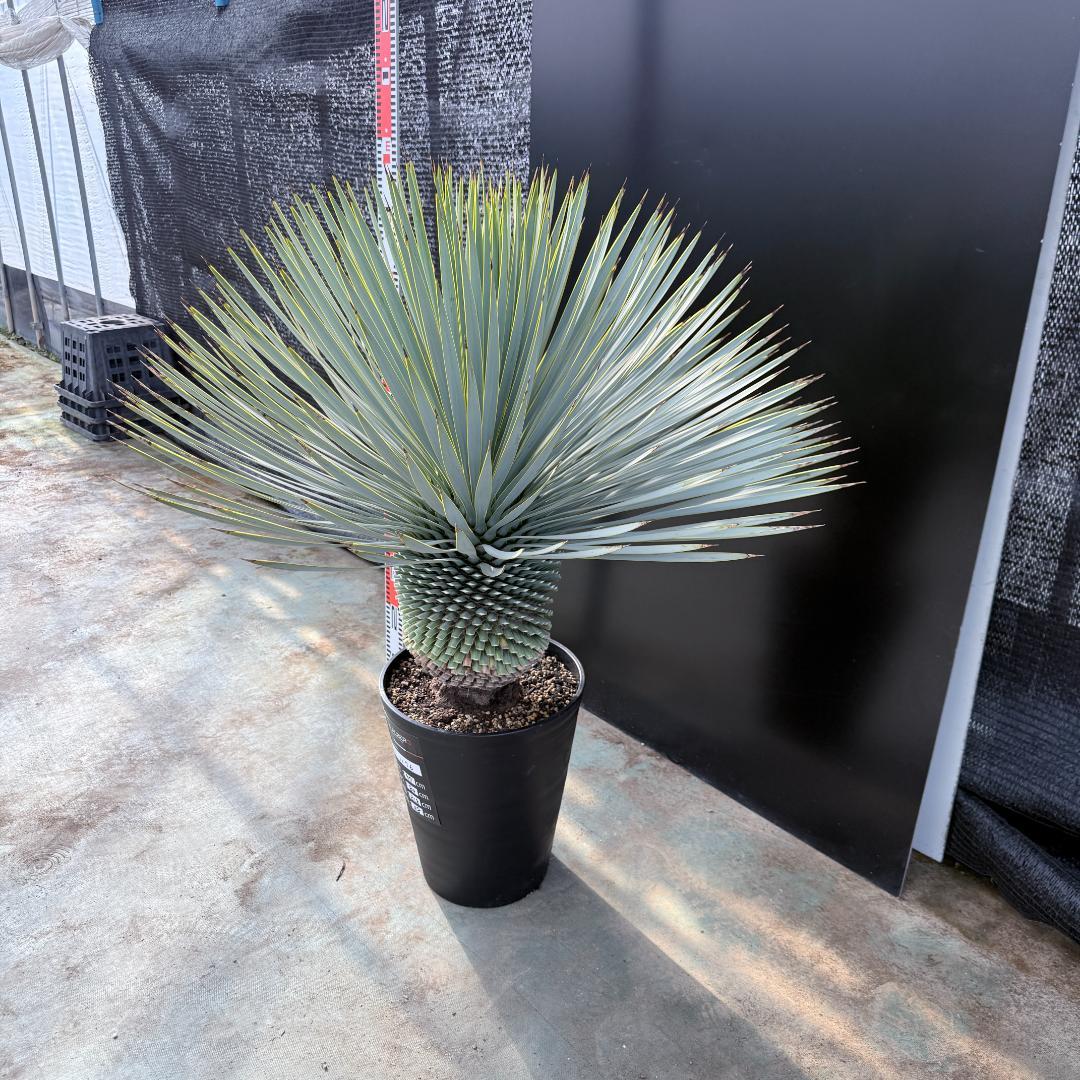 【AL1176】ユッカ　ロストラータ　超美形　極太　シルバーブルー　葉数多