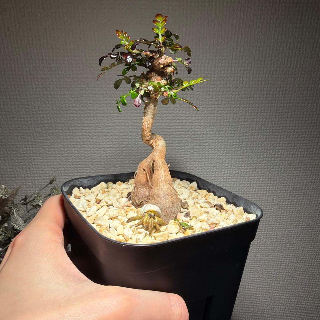 オペルクリカリアデカリー　国内実生4年　作り込み株　盆栽仕立て　芋大きめ