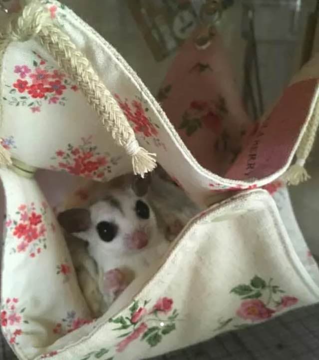 モモンガハウス(パンダ・花柄)天窓枠ピンク 春(夏)秋仕様