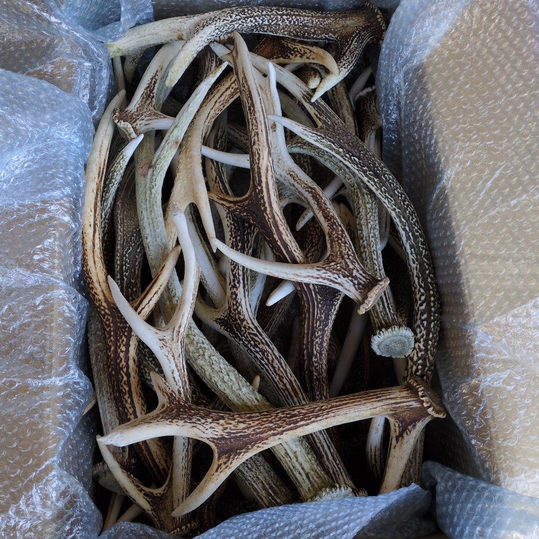 鹿の角 20本セット