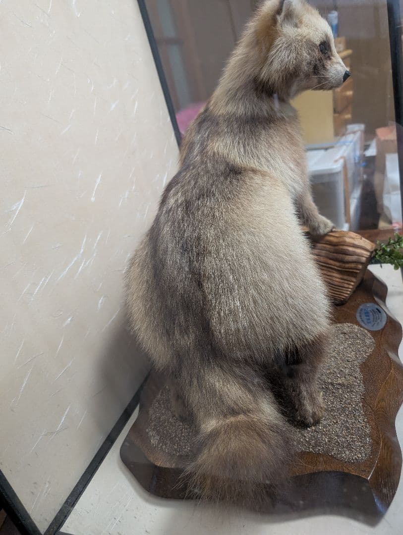 タヌキ 剥製 木製台座付き