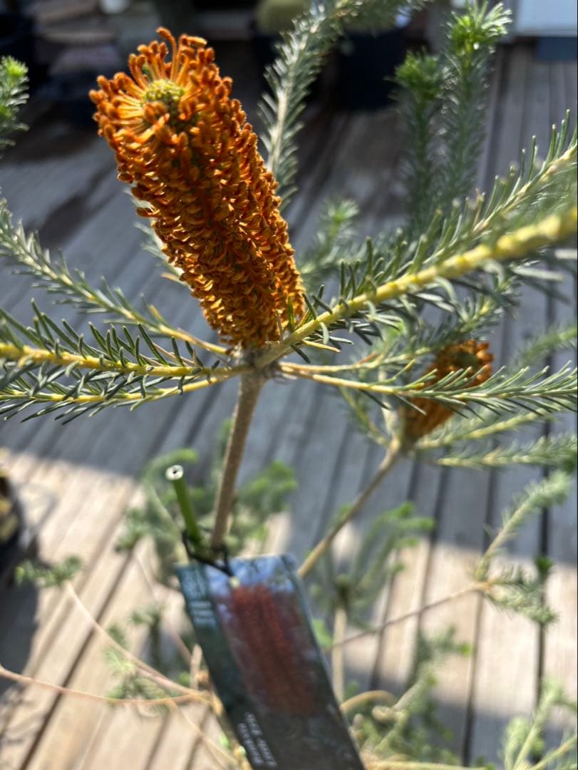 バンクシアリトルエリック　超希少大株