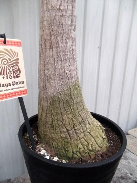 現物「トクリラン・ポニーテール」８号　Beaucarnea recurvata