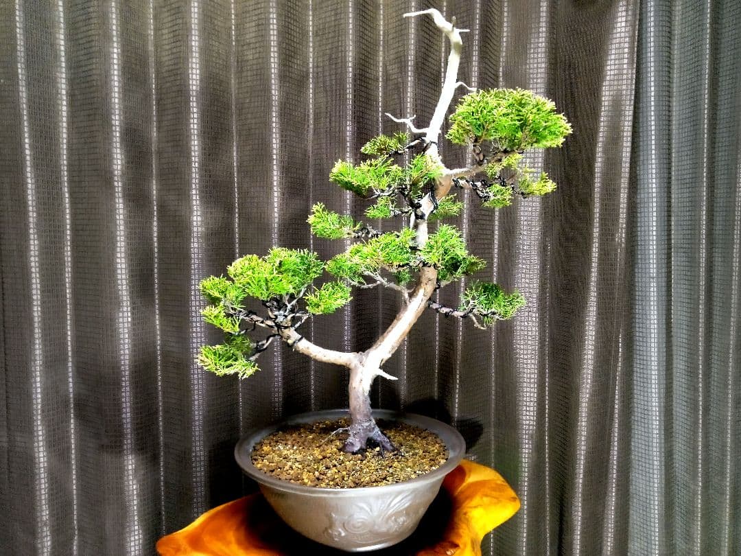 【樹高40㎝ 黄金真柏盆栽】　　★新春限定価格2026-2末★