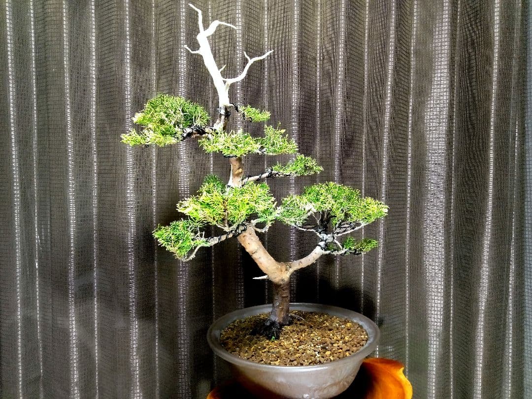 【樹高40㎝ 黄金真柏盆栽】　　★新春限定価格2026-2末★