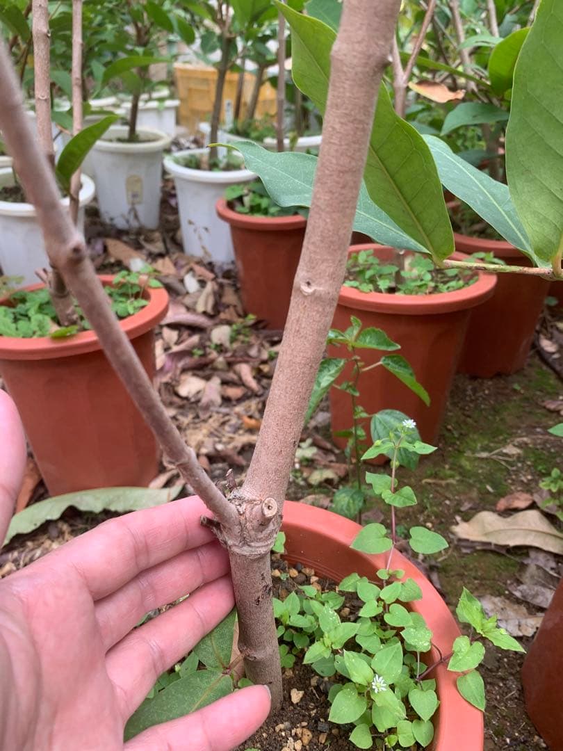 初出品！希少　台湾天霸王蓮霧 レンブ取木苗木