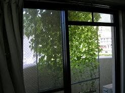 朝顔すだれ　　みどりのカーテン