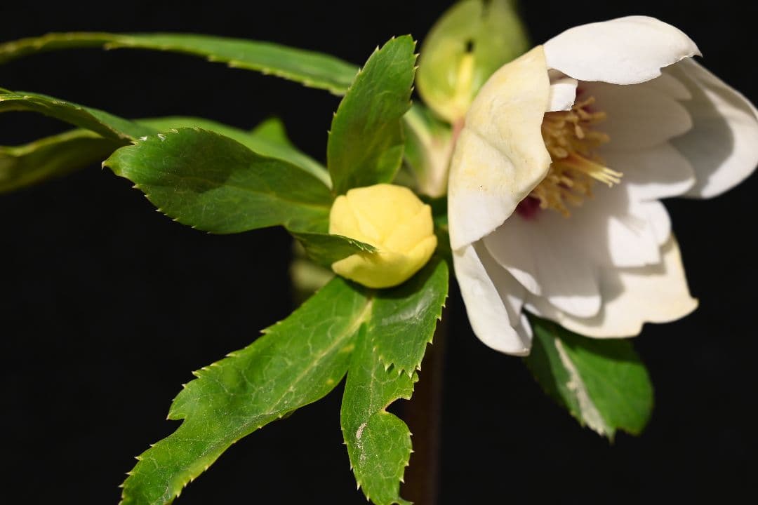 クリスマスローズ　ddホワイトゴールドレッドフラッシュ　加藤農園