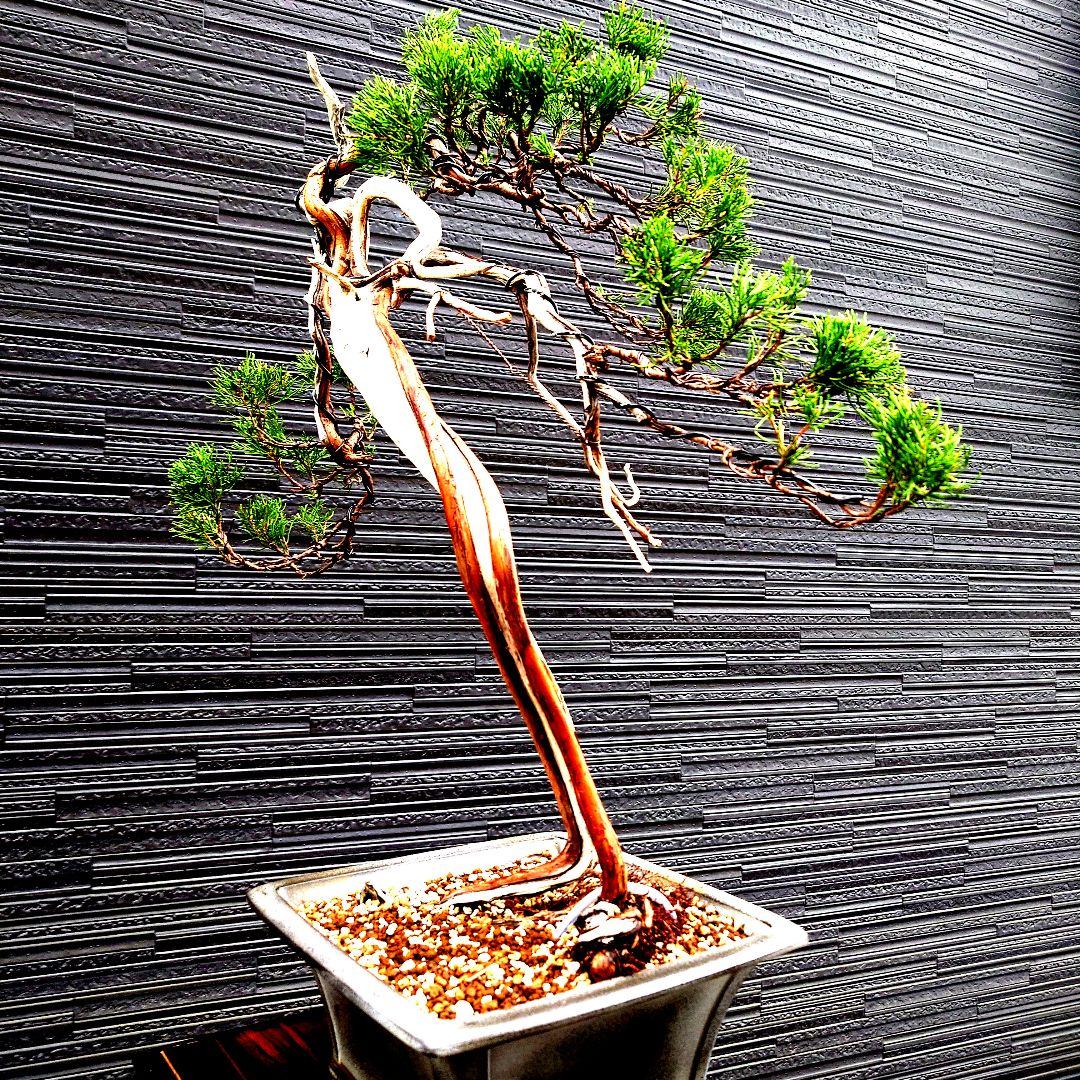 真柏　糸魚川　山木　松盆栽 皐月盆栽　いかりや