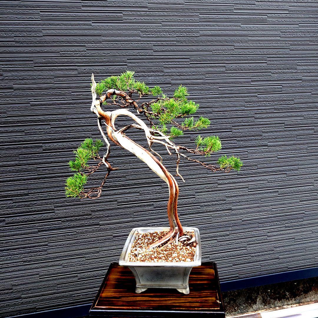 真柏　糸魚川　山木　松盆栽 皐月盆栽　いかりや