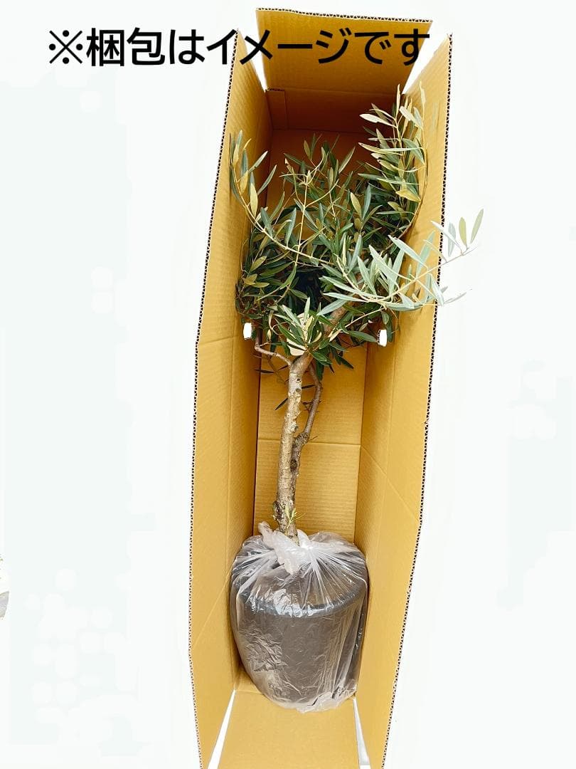 オリーブの木　ピクアル　8号　約125cm　NO.866　人気品種　現品掲載