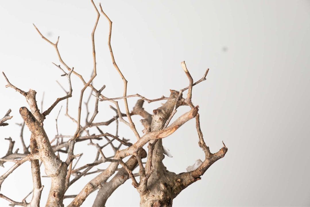 FP55 オペルクリカリア パキプス ベアルート株