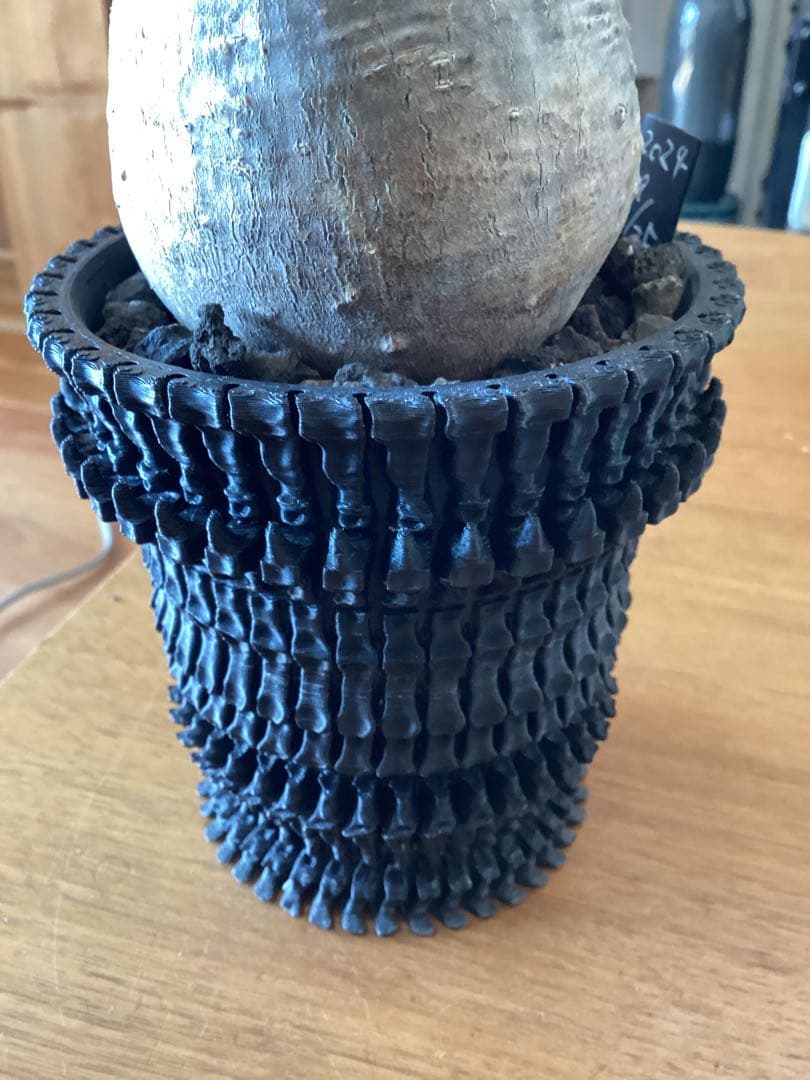 グラキリス　現地球　鉢付き