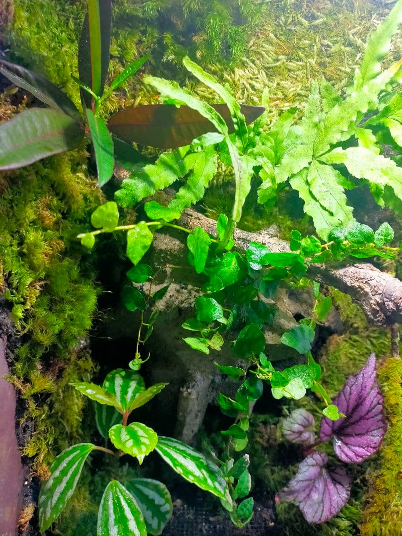 天然苔テラリウムケージ完成品、隠れ家や渡り棒付き、カエル、イモリなど