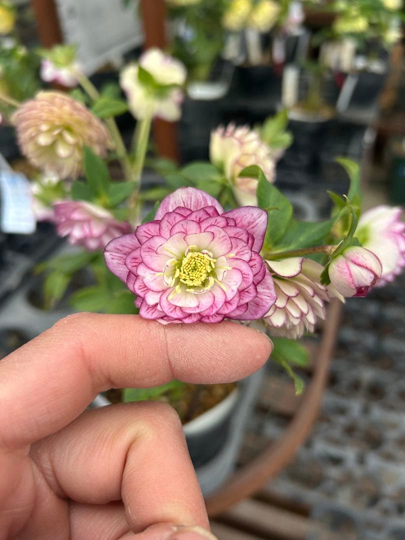 加藤農園 アフロディーテプリマヴェーラ クリスマスローズ同梱可能