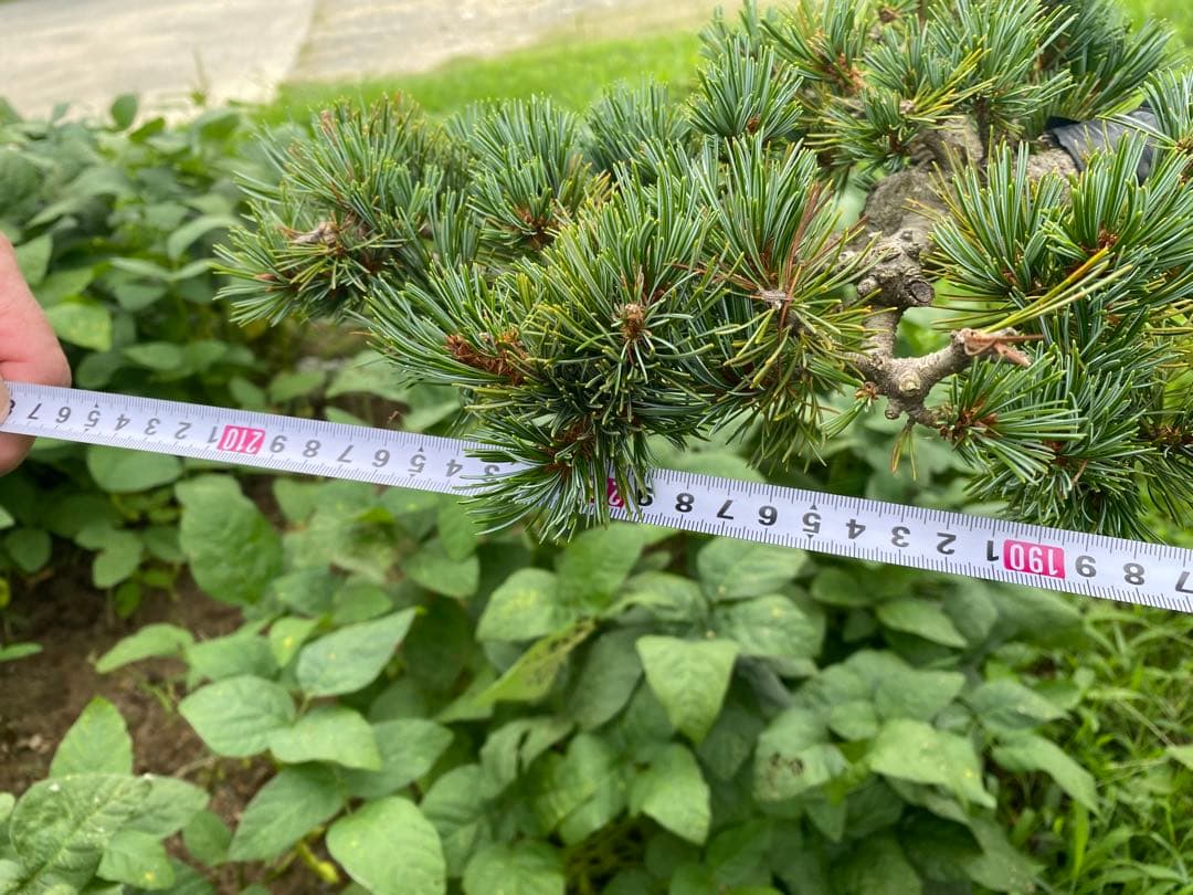 レア　五葉松　大株！！引取り限定！！美株！樹齢30年以上！