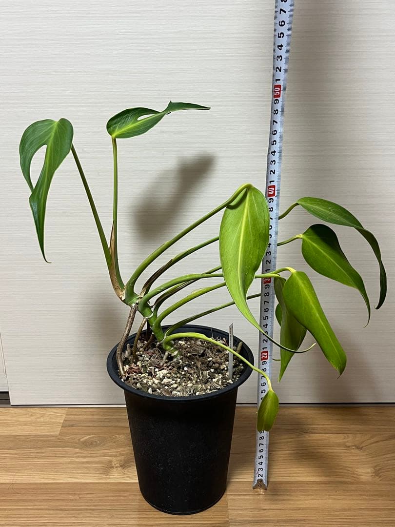 【コレクション株】モンステラ バールマルクスフレーム　6号鉢