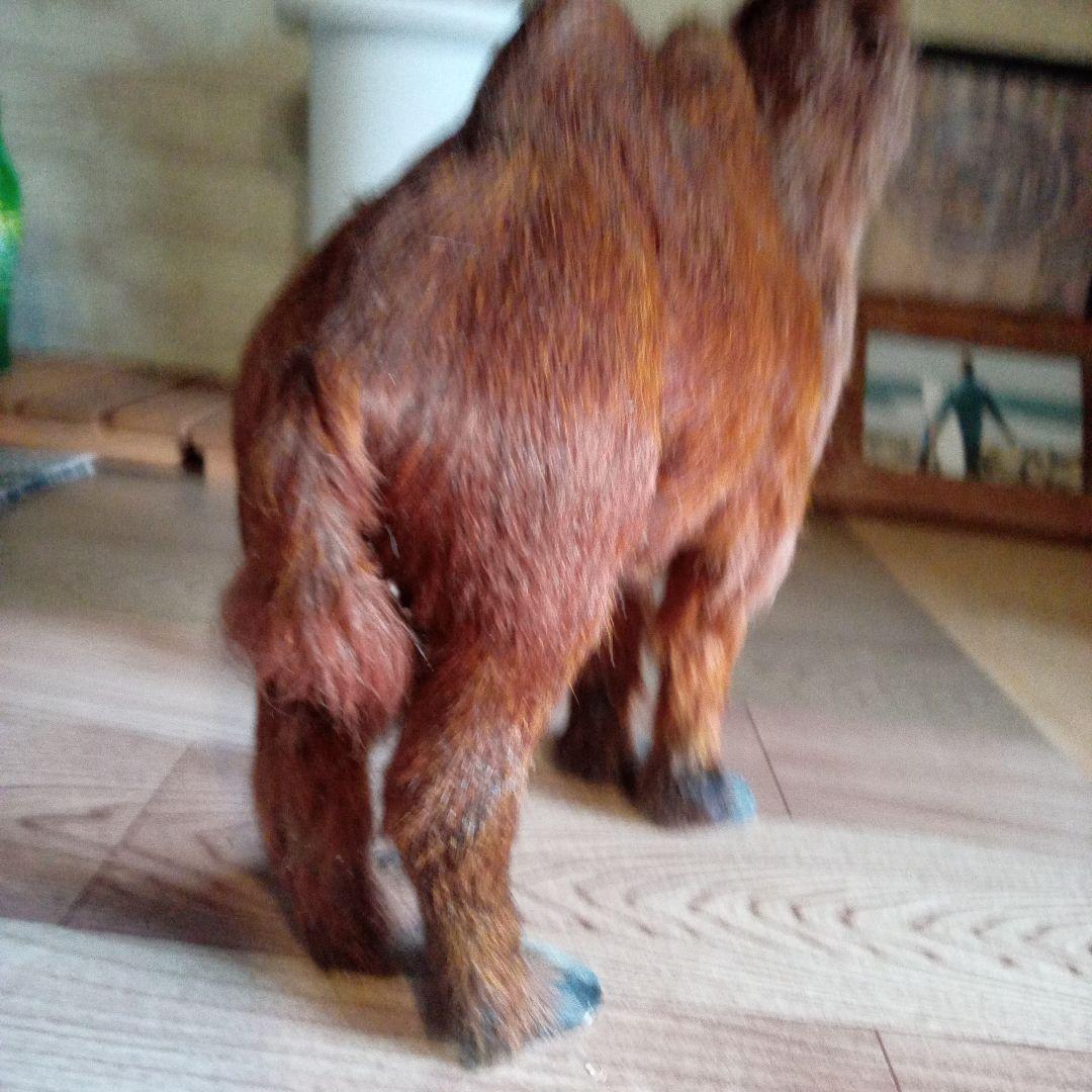 らくだミニ剥製