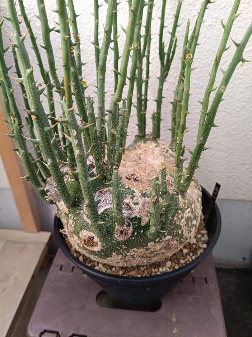 貴重種！超大型美形！アデニア プセウドグロボーサ 塊根植物