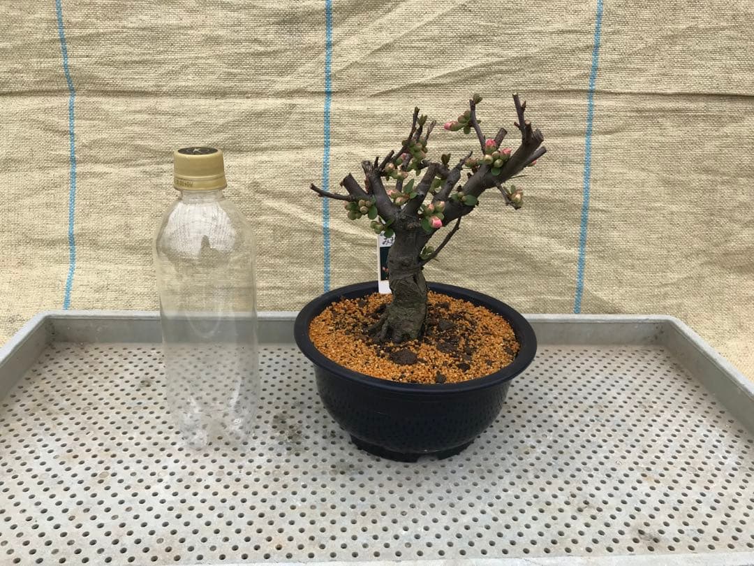 瓜(ボケ)・放春花　6寸　5品種セット③